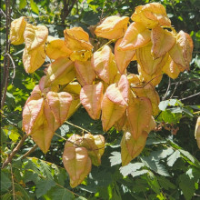 Koelreuteria Paniculata Picture of Koelreuteria Paniculata (9518)