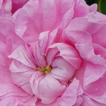 Picture of Konigin Von Danemark-Rose (2883)