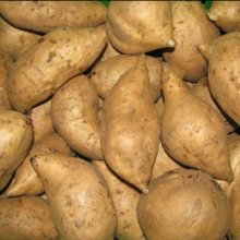 Kumara Tokatoka Gold Picture of Kumara Tokatoka Gold (10661)