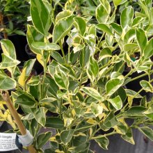 Picture of Kumquat Calamondin Variegata (2892)