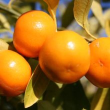 Picture of Kumquat Calamondin (2891)
