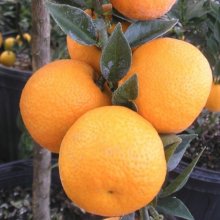 Kumquat Chinotto Std Picture of Kumquat Chinotto Std (2893)