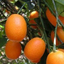 Kumquat Fortunella Nagami Dwarf Picture of Kumquat Fortunella Nagami Dwarf (30629)