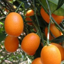 Kumquat Fortunella Nagami Picture of Kumquat Fortunella Nagami (2894)