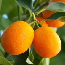 Kumquat Meiwa Std Picture of Kumquat Meiwa Std (9932)