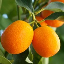 Kumquat Meiwa Picture of Kumquat Meiwa (2897)