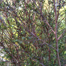 Kunzea Robusta Picture of Kunzea Robusta (31229)