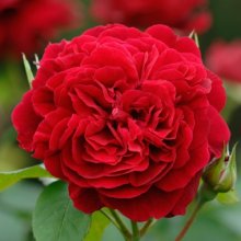 L D Braithwaite Std 80cm-Rose Picture of L D Braithwaite Std 80cm-Rose (2900)