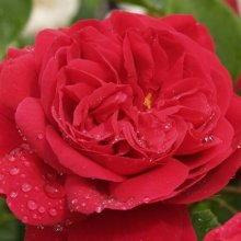 Picture of L D Braithwaite-Rose (2899)