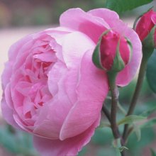 Picture of La Reine Victoria-Rose (2902)