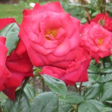 Ladies Night-Rose Picture of Ladies Night-Rose (28479)