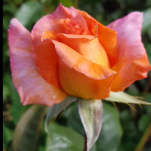 Lady Barbara Clg-Rose Picture of Lady Barbara Clg-Rose (2911)