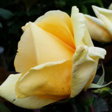 Picture of Lady Hillingdon-Rose (2913)