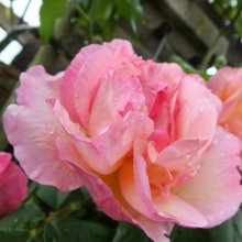Picture of Lady Waterlow Clg-Rose (7512)