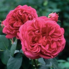 Picture of Lady of Megginch-Rose (6330)