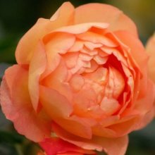 Lady of Shalott Std 80cm-Rose Picture of Lady of Shalott Std 80cm-Rose (8484)