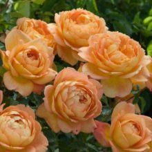 Lady of Shalott-Rose Picture of Lady of Shalott-Rose (6829)