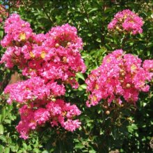 Lagerstroemia Bergerac Picture of Lagerstroemia Bergerac (2919)