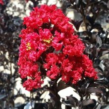 Lagerstroemia Best Red Picture of Lagerstroemia Best Red (28549)