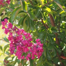 Lagerstroemia Petite Embers Picture of Lagerstroemia Petite Embers (30416)