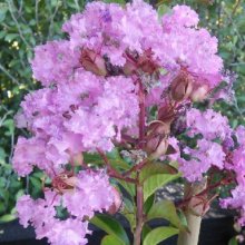 Lagerstroemia Soire D Ete Picture of Lagerstroemia Soire D Ete (6289)