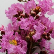 Lagerstroemia Souvenir D Hubert Puard Picture of Lagerstroemia Souvenir D Hubert Puard (2921)