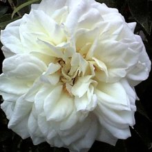Picture of Lamarque Clg-Rose (2901)
