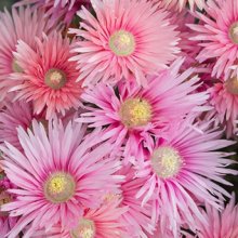 Lampranthus Coral Explosion Picture of Lampranthus Coral Explosion (29120)