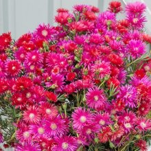 Lampranthus Raspberry Explosion Picture of Lampranthus Raspberry Explosion (29123)