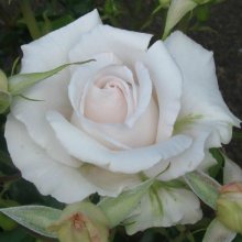 Land Of The Long White Cloud-Rose Picture of Land Of The Long White Cloud-Rose (2929)