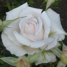 Land of The Long White Cloud Std 80cm Single Bud-Rose Picture of Land of The Long White Cloud Std 80cm Single Bud-Rose (31134)