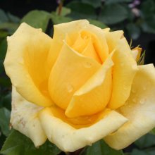 Landora-Rose Picture of Landora-Rose (2931)