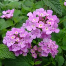 Picture of Lantana Montevidensis (10313)