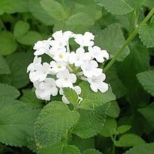 Picture of Lantana White Lightning (10314)