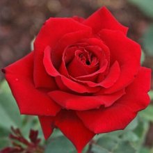 Lasting Love Pillar -Rose Picture of Lasting Love Pillar -Rose (7774)
