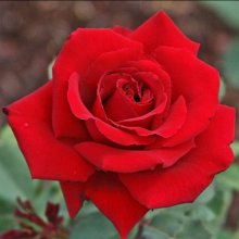 Lasting Love Std 80cm-Rose Picture of Lasting Love Std 80cm-Rose (2948)
