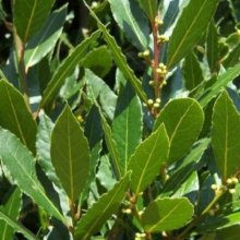 Laurus Nobilis Tuscan Towers Picture of Laurus Nobilis Tuscan Towers (7336)