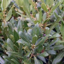 Picture of Laurus Nobilis (2954)