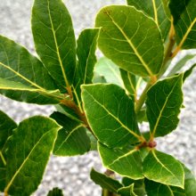 Picture of Laurus Pride of Provence (29528)