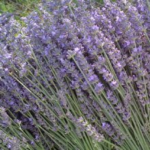 Picture of Lavender Arabian Night (2971)
