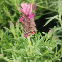 Lavender Bandera Deep Rose Picture of Lavender Bandera Deep Rose (31233)
