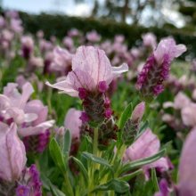 Lavender Bandera Pink Picture of Lavender Bandera Pink (29617)