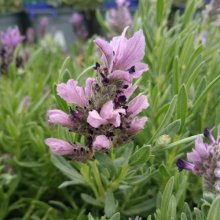 Lavender Bandera Purple Picture of Lavender Bandera Purple (29618)