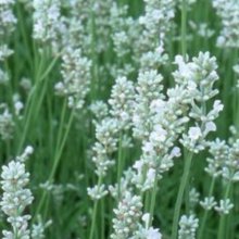 Picture of Lavender Blue Mountain Alba (6814)
