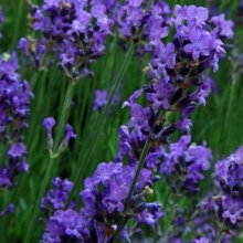 Picture of Lavender Blue Mountain (2976)