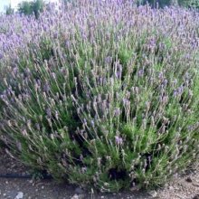 Picture of Lavender Dentata (2980)