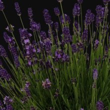 Picture of Lavender Ebony Leigh (28958)