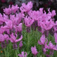Picture of Lavender Fairy Wings Radiance (11652)