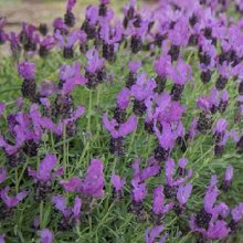 Picture of Lavender Fairy Wings Spellbound (11654)