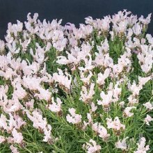 Picture of Lavender Fairy Wings Whimsical (11653)